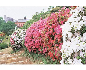 小石川植物園の画像