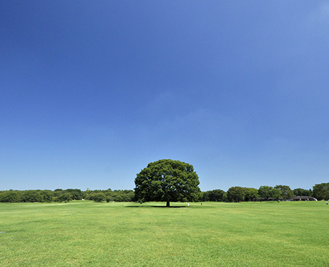 国営昭和記念公園の画像