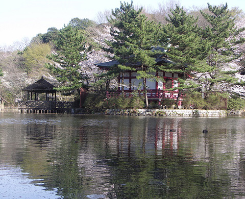 三宝寺池（さんぽうじいけ）の画像