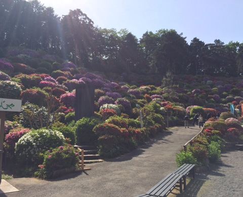 塩船（しおふね）観音と霞丘陵の画像