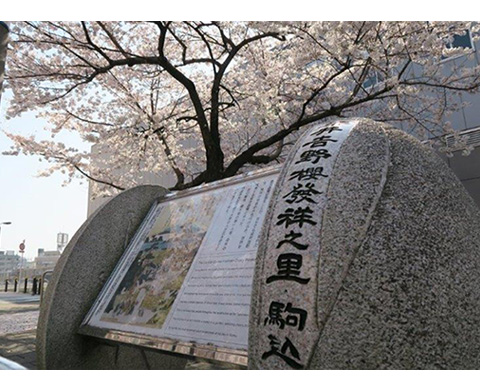 染井吉野桜記念公園の画像