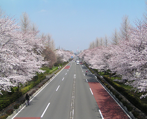 大学通りの画像