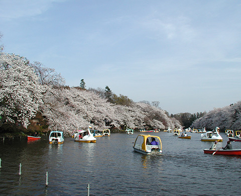 井の頭恩賜公園の画像