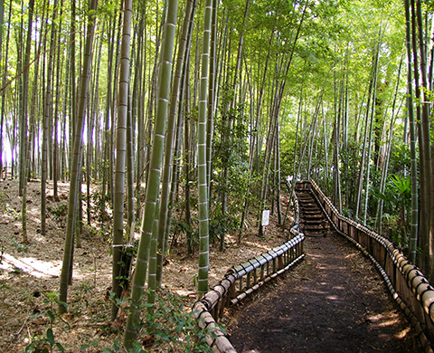 竹林公園の画像