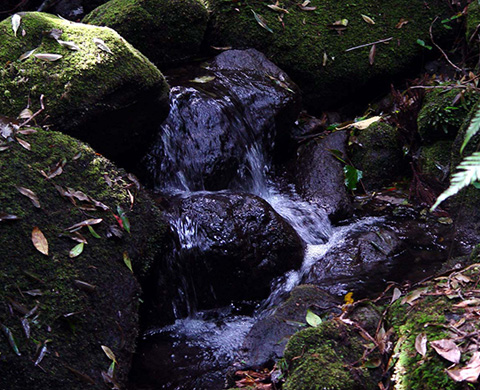 つづき湧水（湧水地）（つづきゆうすい（ゆうすいち））の画像