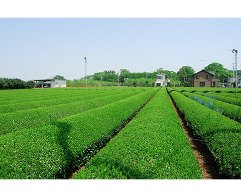 東京狭山茶の画像