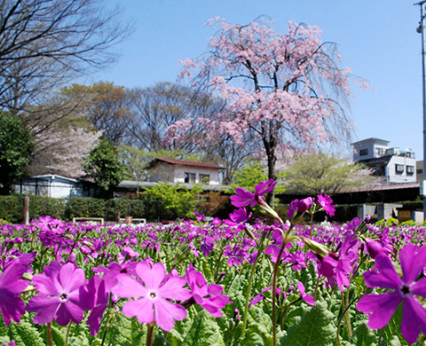 浮間ヶ原桜草圃場の画像