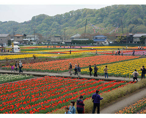 根搦み前水田（ねがらみまえすいでん）の画像