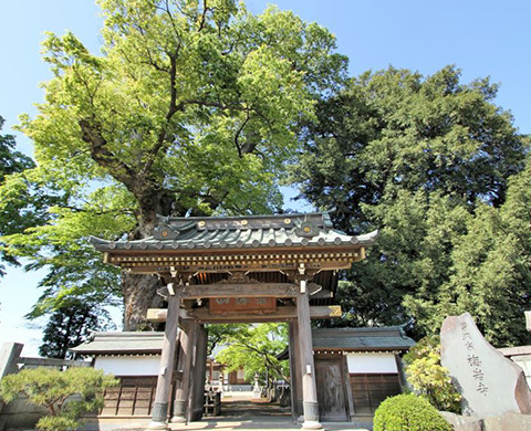 梅岩寺（ばいがんじ）のケヤキの画像