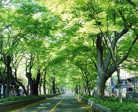 馬場大門けやき並木の画像