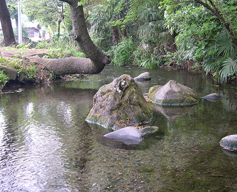 南沢緑地の画像