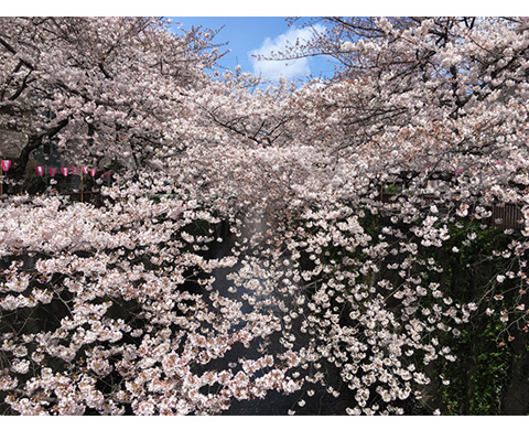 目黒川（中目黒地域）の画像