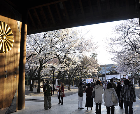 靖国神社の桜の画像