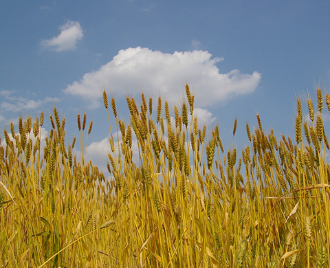 柳久保（やなぎくぼ）小麦の画像