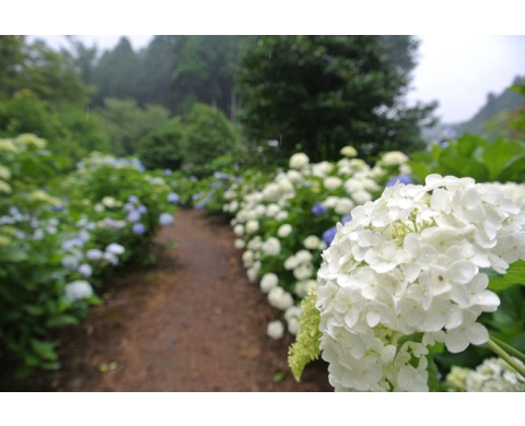 南沢あじさい山の画像