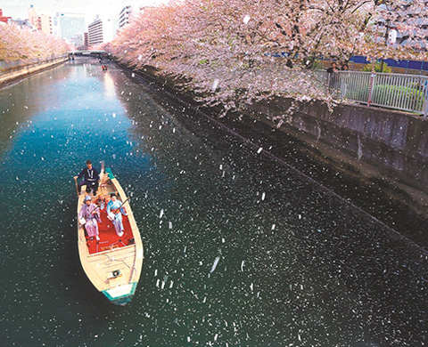 お江戸深川さくらまつりの画像