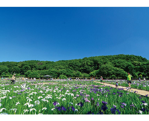 北山公園菖蒲苑の画像
