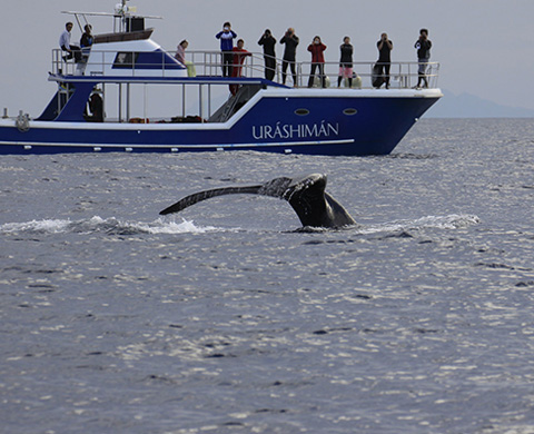 クジラの来遊域の画像