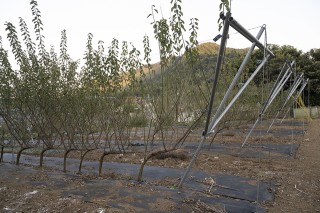 「ジョイント栽培」を導入した梅畑。梅の苗木と苗木を連結させ低く剪定する事で垣根のように仕立て、果実がたくさんできる木とできない木の勢いを均一化する事で早く実らせる栽培方法