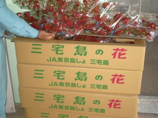 サルトリイバラ