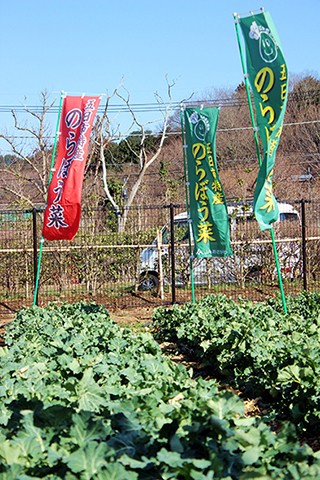 のらぼう菜