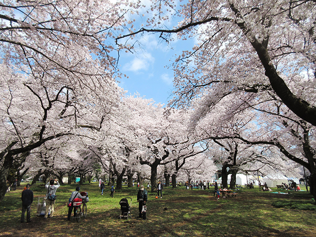 小金井公園