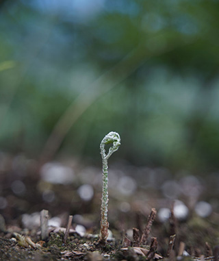 発芽するレザーファン