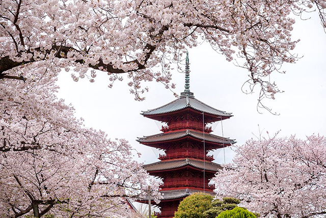 池上本門寺五重塔と桜