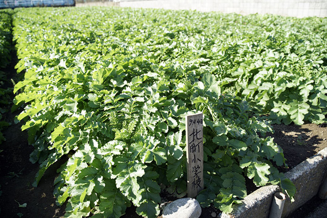 地元の小学校の生徒が種をまいた練馬大根