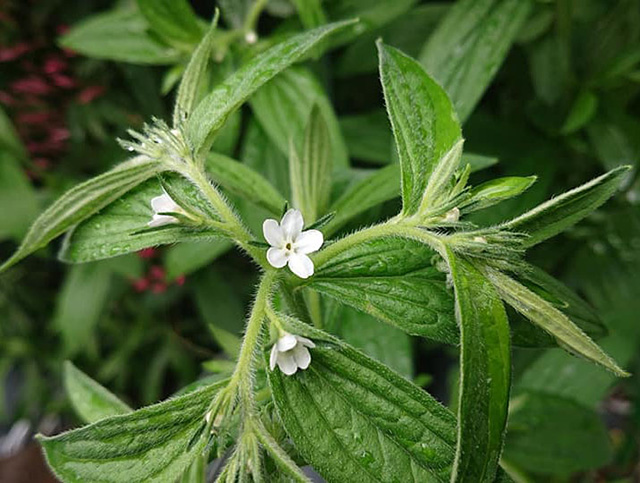 三鷹で咲いた紫草の花