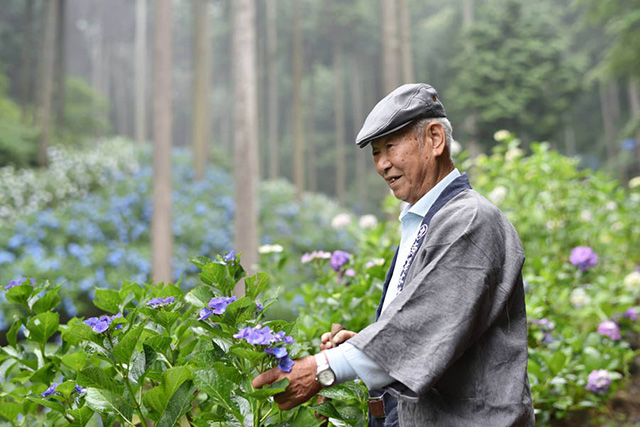 南沢あじさい山