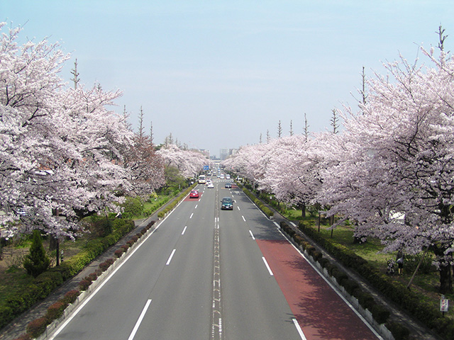 大学通り